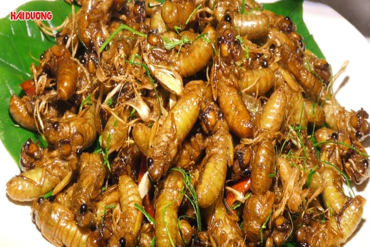 Về Côn Sơn - Kiếp Bạc ăn gì?